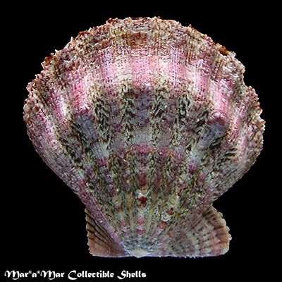 Nodipecten subnodosus Sowerby, 1835