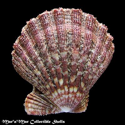 Nodipecten subnodosus Sowerby, 1835 - Image 2