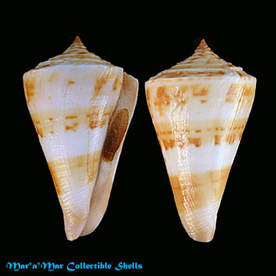 Conus carioca Petuch, 1986