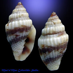 Conomitra lindae  Petuch, 1987