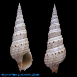 Xenoturris cingulifera (Lamarck,1822)