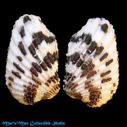 Cardita laticostata Sowerby, 1833