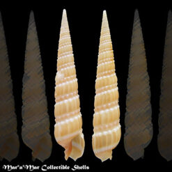 Terebra gemmulata Kiener, 1839