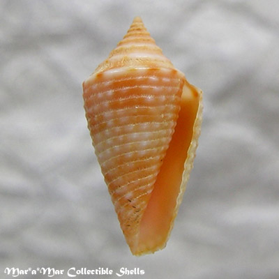 Conus acutimarginatus Sowerby, 1866