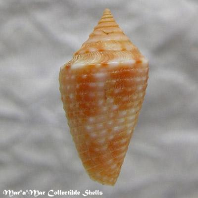 Conus acutimarginatus Sowerby, 1866 - Image 2