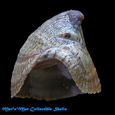 Crucibulum lignarium (Broderip, 1834)