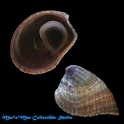 Crucibulum lignarium (Broderip, 1834) - Imagem 2