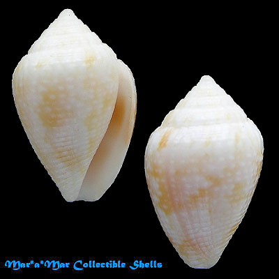 Conus selenae Van Mol , T. & K., 1967