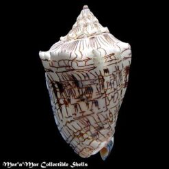 Alternative view of Voluta ebraea Linnaeus, 1758