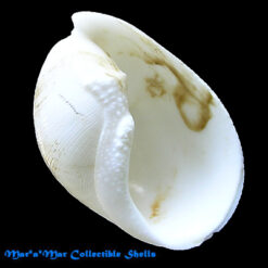 Scaphander centa (Okutani, T.A., 1987)