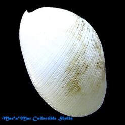 Scaphander centa (Okutani, T.A., 1987) - Imagem 2