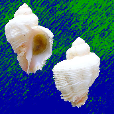 Coralliophila abbreviata (Lamarck, 1816)