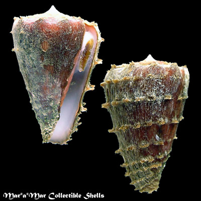 Conus princeps lineolatus Valenciennes, 1832