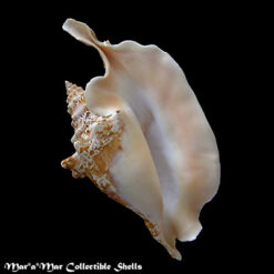 Strombus gallus Linnaeus, 1758