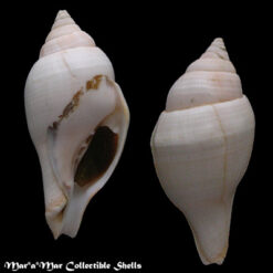 Turbinella laevigata Anton, 1839