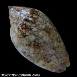 Plicoliva zelindae (Petuch, 1979) - Imagem 2
