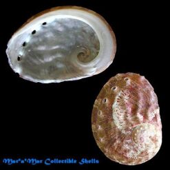 Haliotis ovina patamakanthini  Dekker, Regter & Gras,2001 - Imagem 2