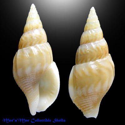 Cosmioconcha sp.