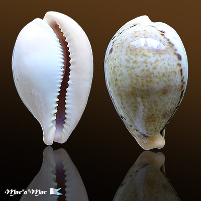 Cypraea (Erronea) hungerfordi hungerfordi Sowerby.1888