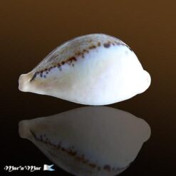 Cypraea (Erronea) hungerfordi hungerfordi Sowerby.1888 - Imagem 2