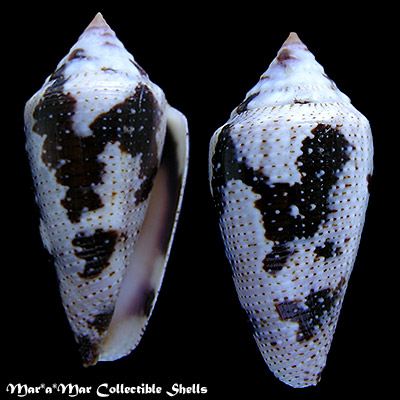 Tenorioconus curassaviensis Hwass, 1792