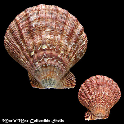 Nodipecten subnodosus Sowerby, 1835