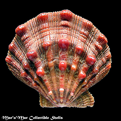 Nodipecten nodosus (Linnaeus, 1758)