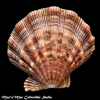 Nodipecten nodosus (Linnaeus, 1758) - Image 2
