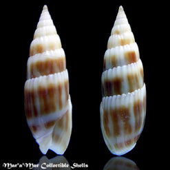 Hastula hastata (Gmelin, 1791)