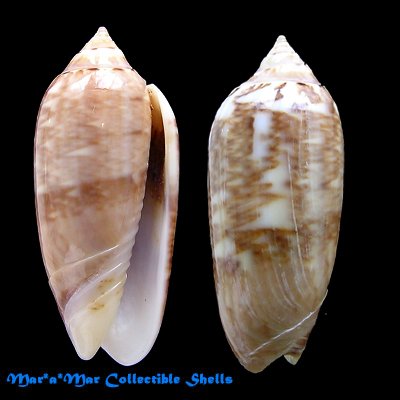 Oliva flammulata (Lamarck, 1810)