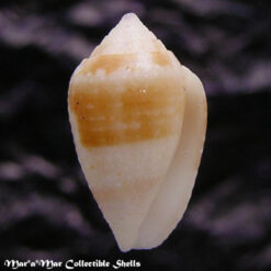 Artemidiconus selenae (Van Mol, Tursch & Kempf, 1967)