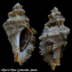 Vitularia salebrosa (king & Broderip, 1832)