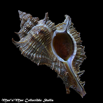 Chicoreus senegalensis (Gmelin, 1790)