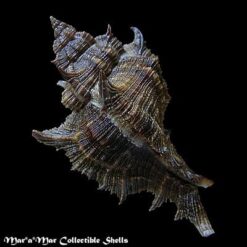 Chicoreus senegalensis (Gmelin, 1790) - Imagem 2