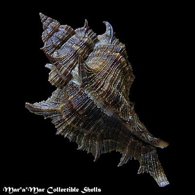 Chicoreus senegalensis (Gmelin, 1790) - Imagem 2