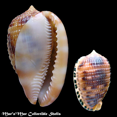 Cypraeacassis testiculus (Linnaeus, 1758)