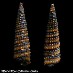 Cerithiopsis emersoni (C.B.Adams, 1838)