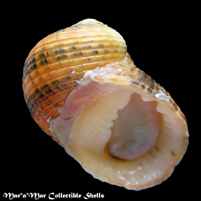 Nerita fulgurans Gmelin, 1791