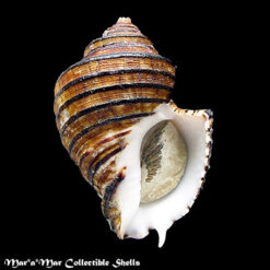 Opeatostoma pseudodon (Burrow, 1815)