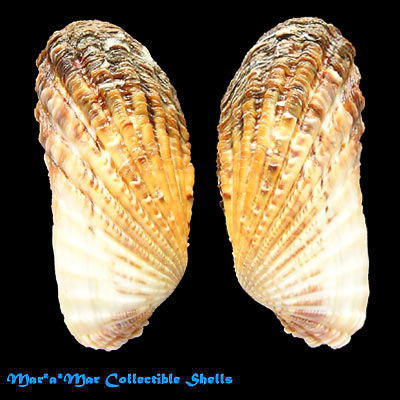 Carditamera gracilis (Shuttleworth, 1856)