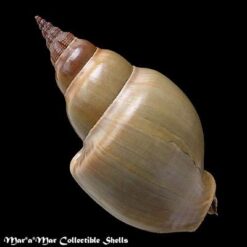 Alternative view of Northia pristis ( Deshayes in Lamarck, 1844)