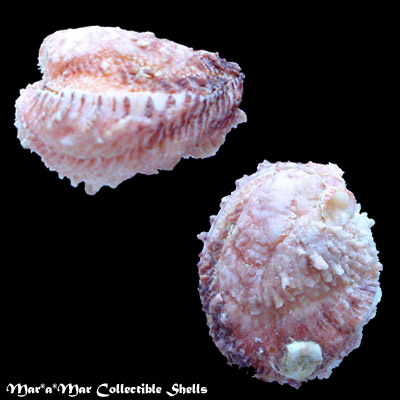 Chama congregata Conrad, 1833*