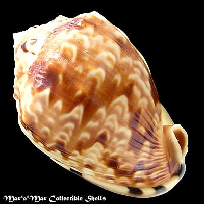 Cassis flammea (L., 1758) - Image 2