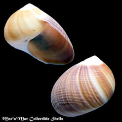 Sinum cymba (Menke, 1828)