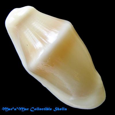 Cyphoma macumba Petuch, 1979 - Imagem 2