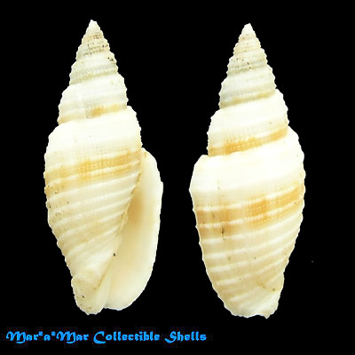 Neocancilla circula Kiener, 1838