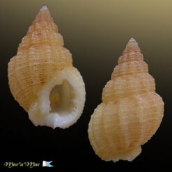 Nassarius cf.  consensus (Ravenel, 1861)*
