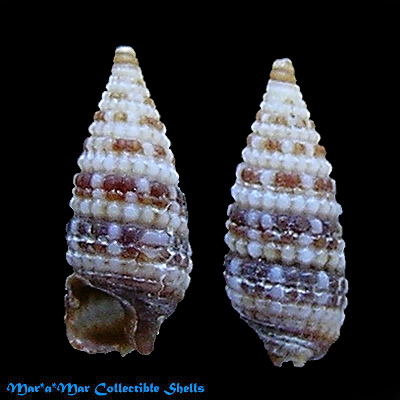 Monophorus olivaceus (Dall, 1889)
