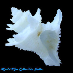 Babelomurex basilium (Neme & Leme, 1978)