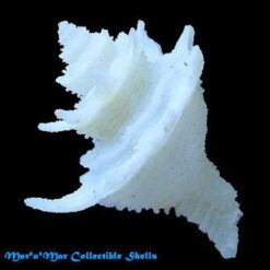 Alternative view of Babelomurex basilium (Neme & Leme, 1978)